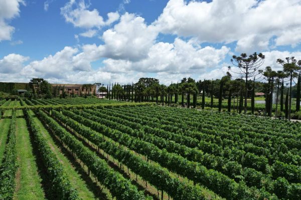 vinhedos da vinicola campestre