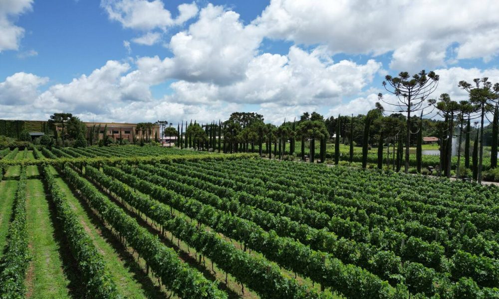 vinhedos da vinicola campestre